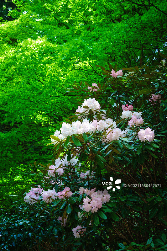 日本 京都 花园博物馆比叡图片素材