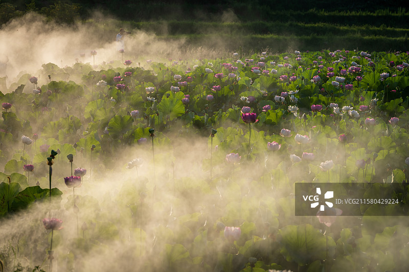 重庆天空荷花图片素材