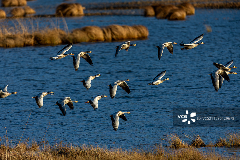 云南念湖斑头雁图片素材