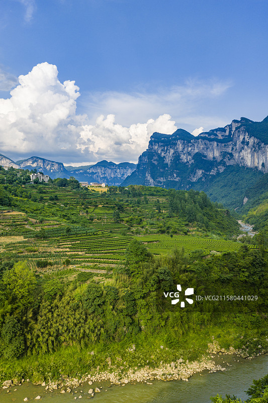 盛夏里的恩施玉露茶园自然风光图片素材