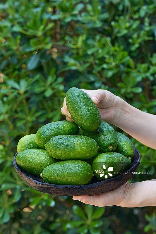 青柠檬 香水柠檬 柠檬果 柠檬 青柠 新鲜青柠檬  子弹头香水柠檬  广东香水柠檬  海南青柠檬图片素材