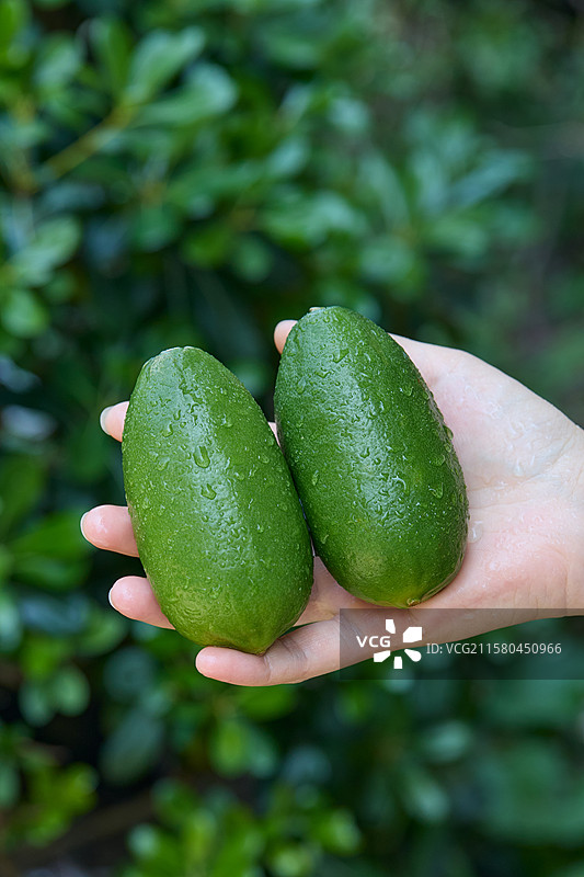 青柠檬 香水柠檬 柠檬果 柠檬 青柠 新鲜青柠檬  子弹头香水柠檬  广东香水柠檬  海南青柠檬图片素材