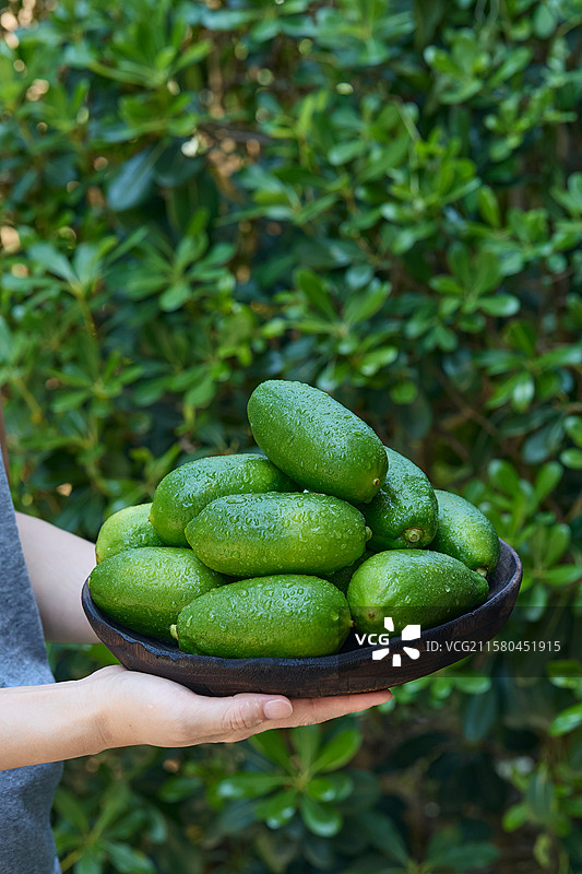 青柠檬 香水柠檬 柠檬果 柠檬 青柠 新鲜青柠檬  子弹头香水柠檬  广东香水柠檬  海南青柠檬图片素材