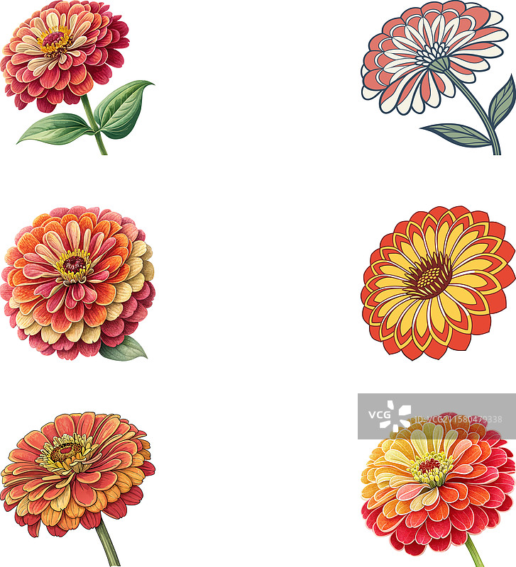 六种独特艺术设计的优雅百日草图片素材