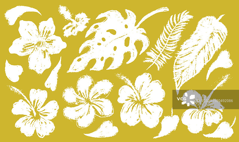 一组夏威夷热带的阿罗哈木槿花图片素材