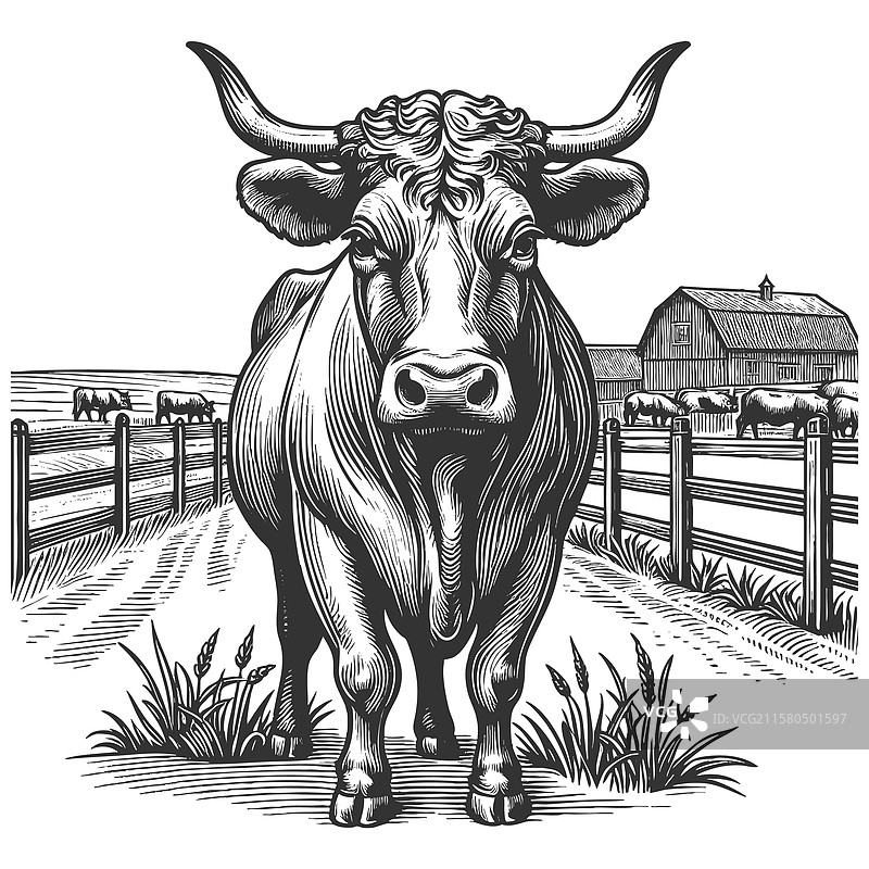农场上的强壮公牛图片素材
