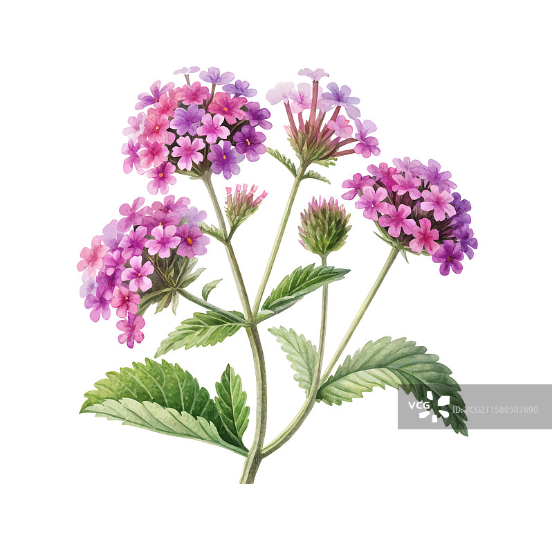 鲜艳的粉色和紫色马鞭草花盛开图片素材