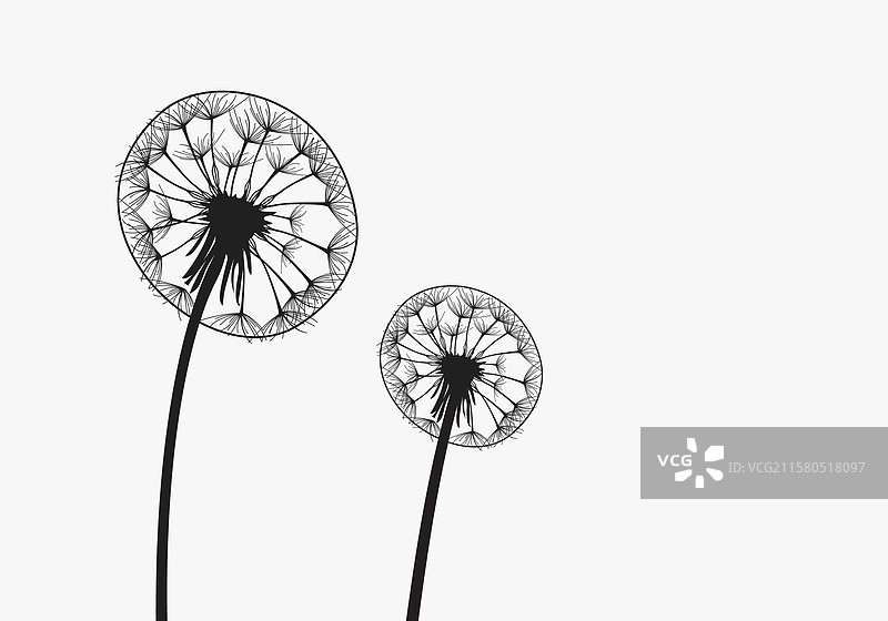 两朵蒲公英在风中飘荡图片素材