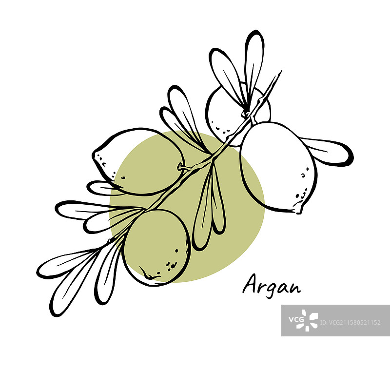 现代阿甘油化妆品包装设计，配有坚果图片素材