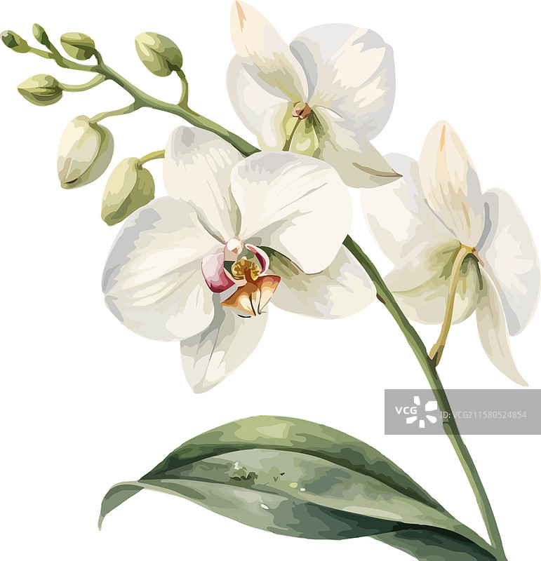 精致的白色兰花盛开，细节丰富图片素材