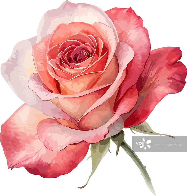 惊艳的红玫瑰，适用于设计项目图片素材