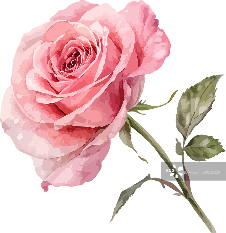 惊艳的红玫瑰，适用于设计项目图片素材