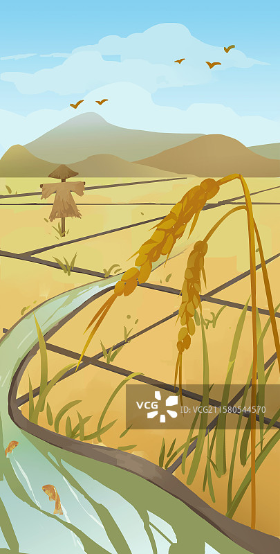 24节气，芒种，麦田图片素材