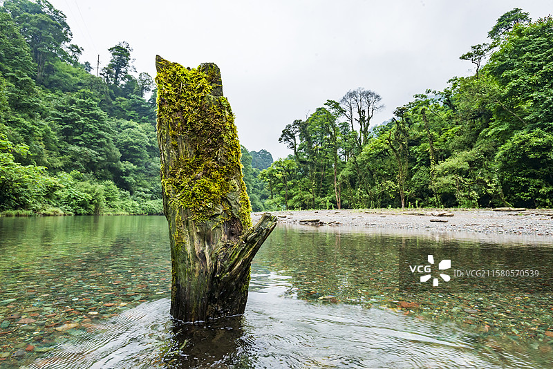 龙苍沟森林公园静谧山水间溪流生态画卷图片素材
