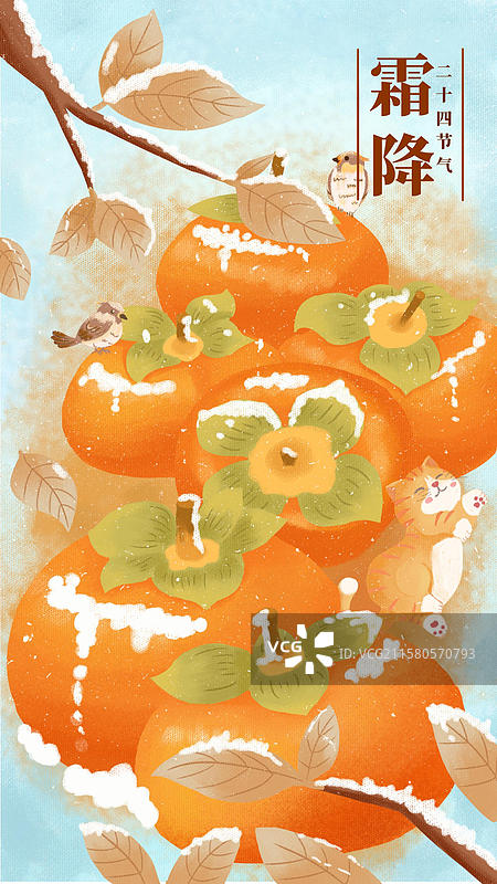 二十四节气  霜降  柿子 猫图片素材