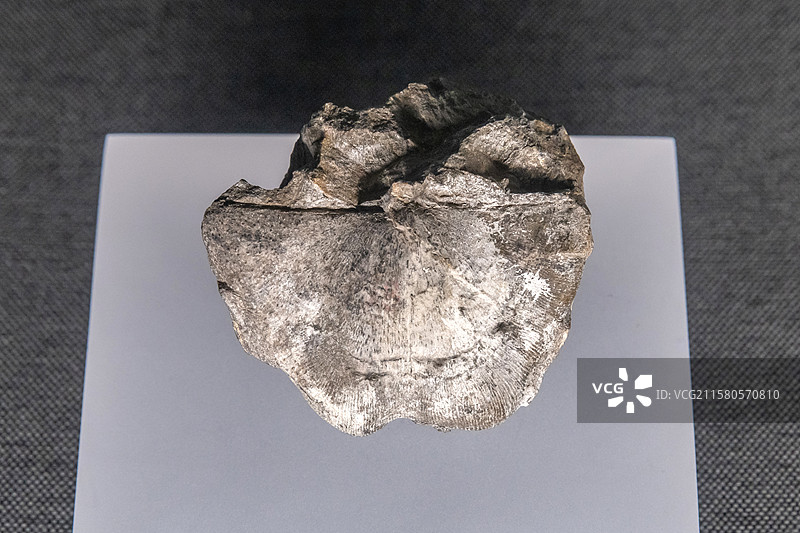 内蒙古博物院乳房形雅可夫列夫贝早二叠世产地内蒙古锡林郭勒盟苏尼特左旗乌兰敖包图片素材