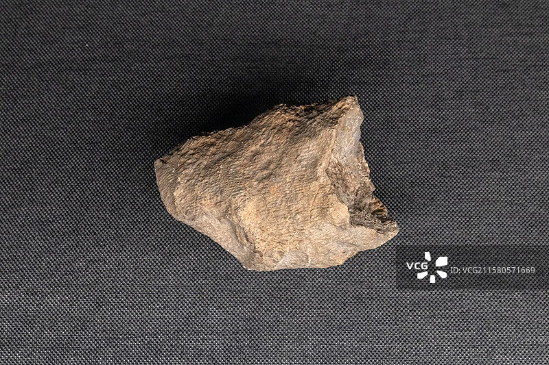 内蒙古博物院褶壁珊瑚志留纪产地内蒙古包头市达尔罕茂明安联合旗嘎少庙南图片素材