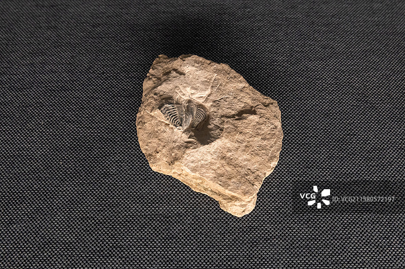 内蒙古博物院模糊彗星虫中志留世产地内蒙古包头市达尔罕茂明安联合旗巴特敖包图片素材