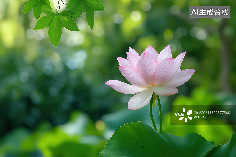 【AI数字艺术】荷花图片素材