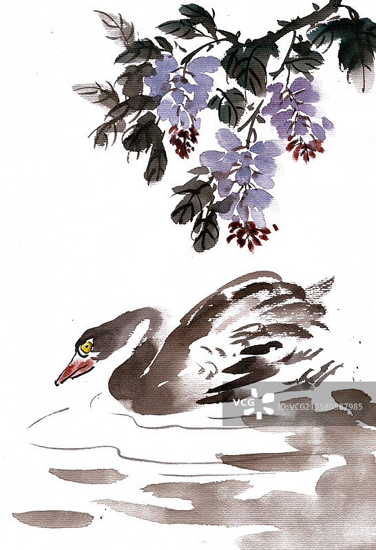 紫藤花下的黑天鹅图片素材