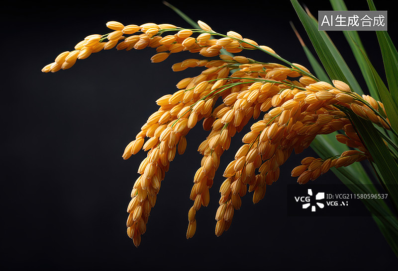 【AI数字艺术】一束黄色的米, 背景为黑色图片素材