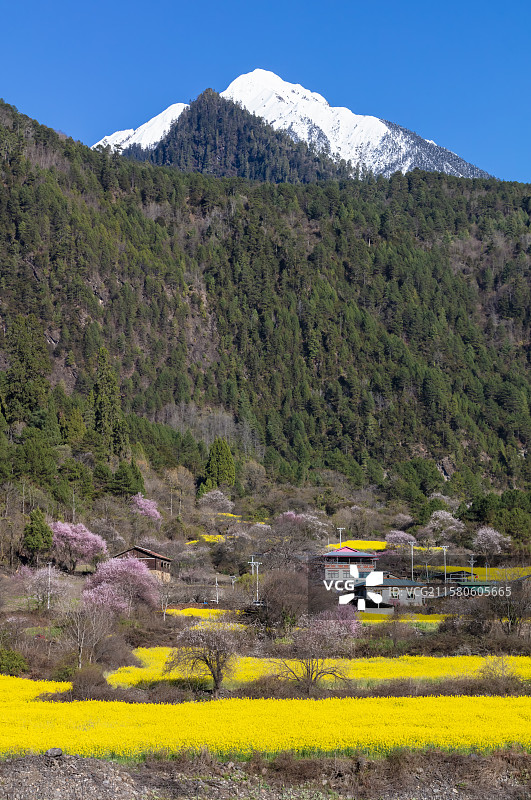 西藏林芝市波密县易贡乡春天的风景图片素材