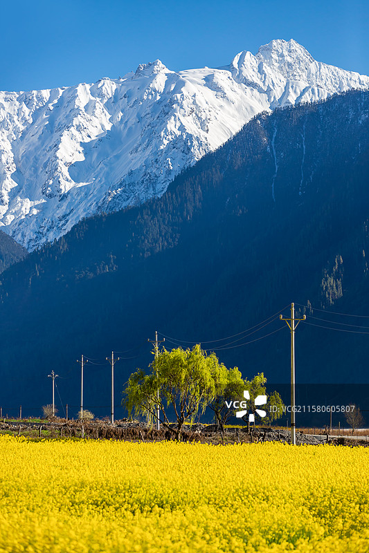 西藏林芝市波密县易贡乡春天的风景图片素材
