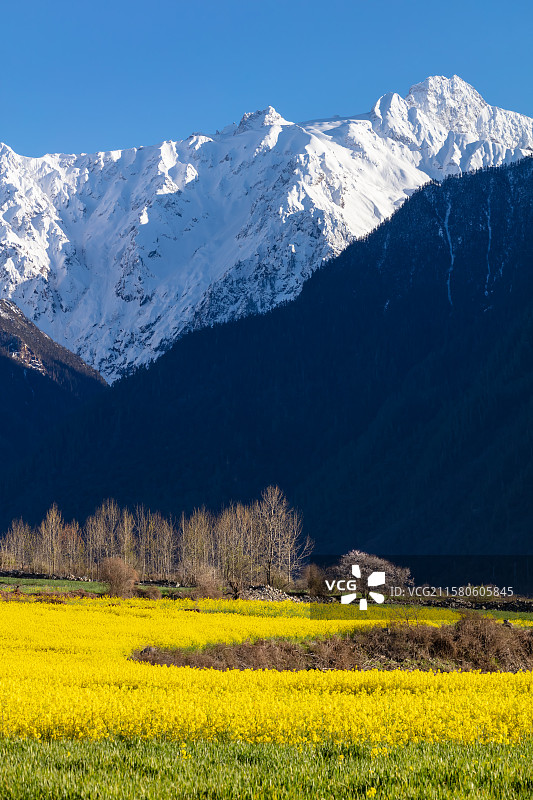 西藏林芝市波密县易贡乡春天的风景图片素材