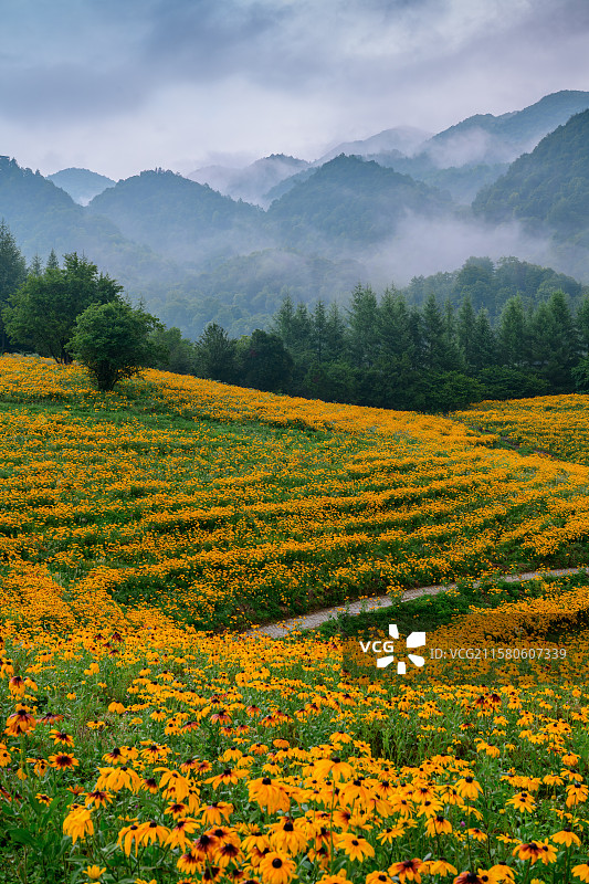 红池坝云中花海图片素材