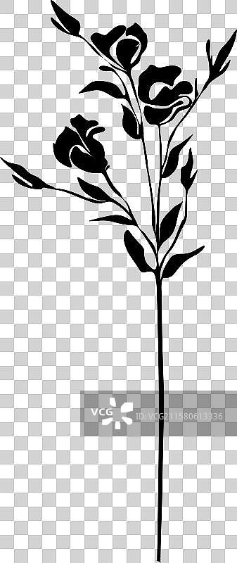 黑白剪影的丽姿花卉图片素材