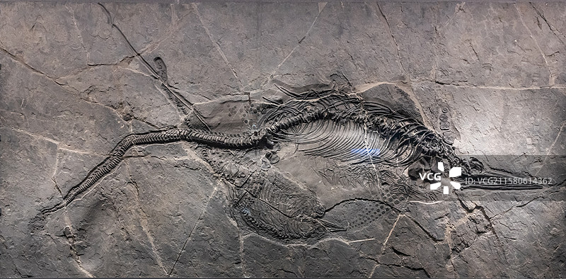 内蒙古博物院萨斯特鱼龙和黔龙鱼时代晚三叠世产地云南省富源县图片素材