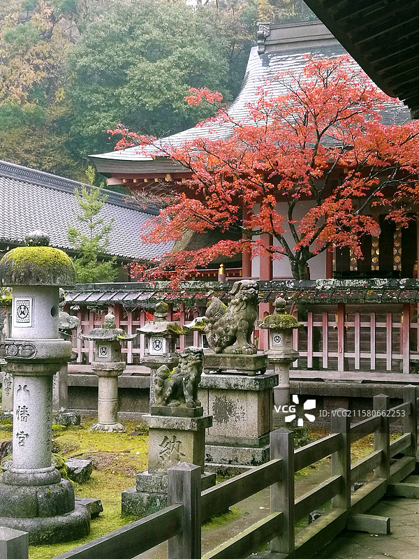 日本奈良东大寺秋天小鹿红叶八幡宫手向山神社二月堂三月堂正仓院法华堂等佛菩萨金刚力士像等图片素材