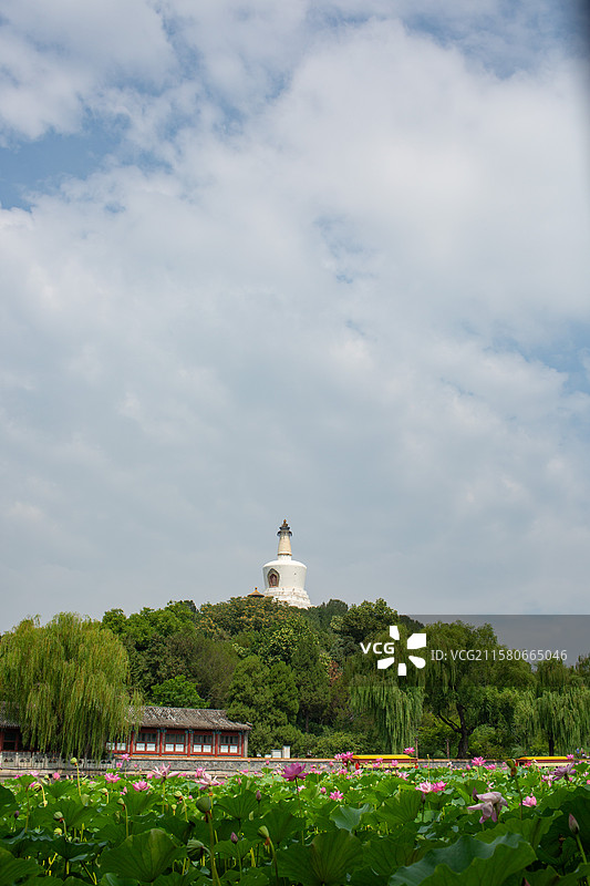 蓝天白云荷花映白塔图片素材