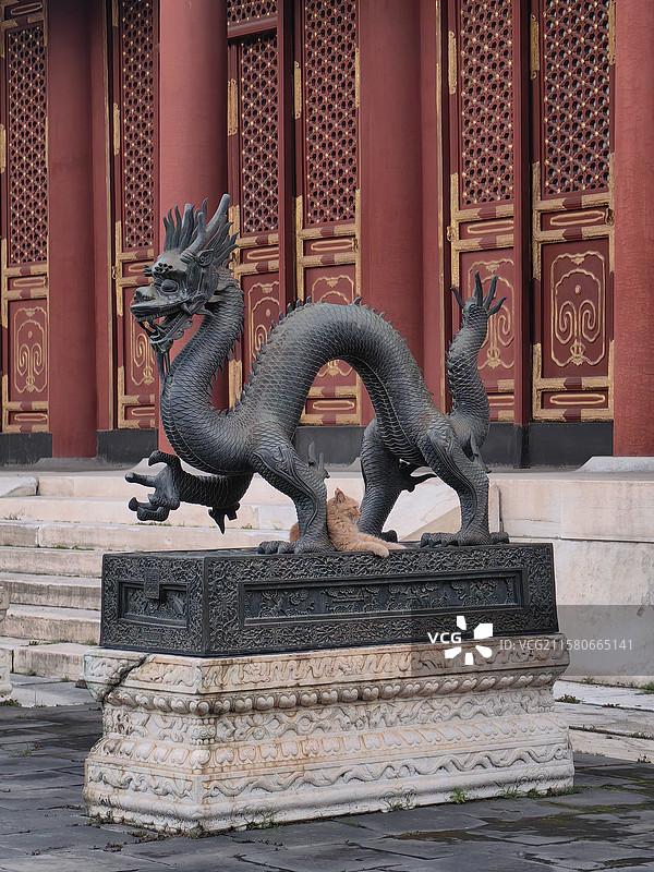 颐和园的猫图片素材