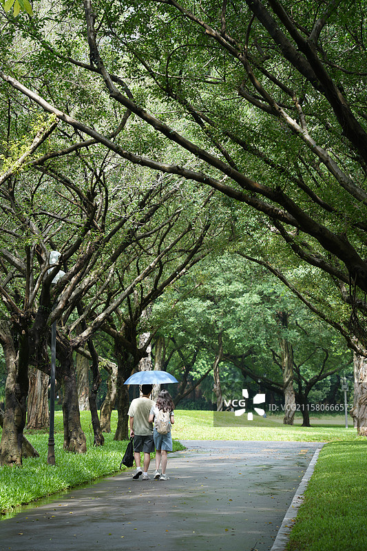 校园 情侣 校道 夏天图片素材