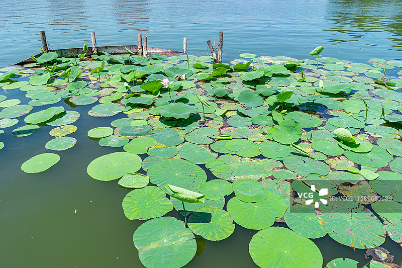 中国野生植物水生植物拍摄主题，室外公园荷塘湖水中清新美丽的睡莲荷花与荷叶，户外无人图像摄影图片素材