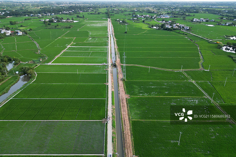 位于安徽省桐城市龙腾街道的富锌水稻基地图片素材