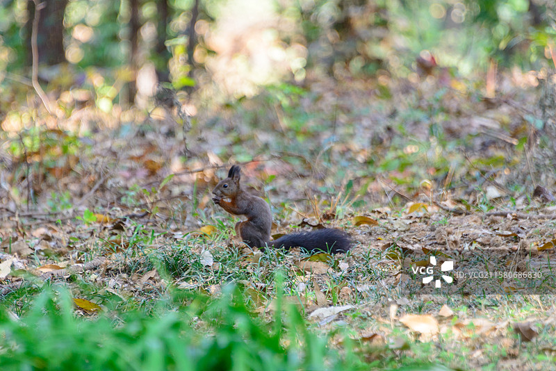 河边秦皇岛联峰山公园里的松鼠图片素材