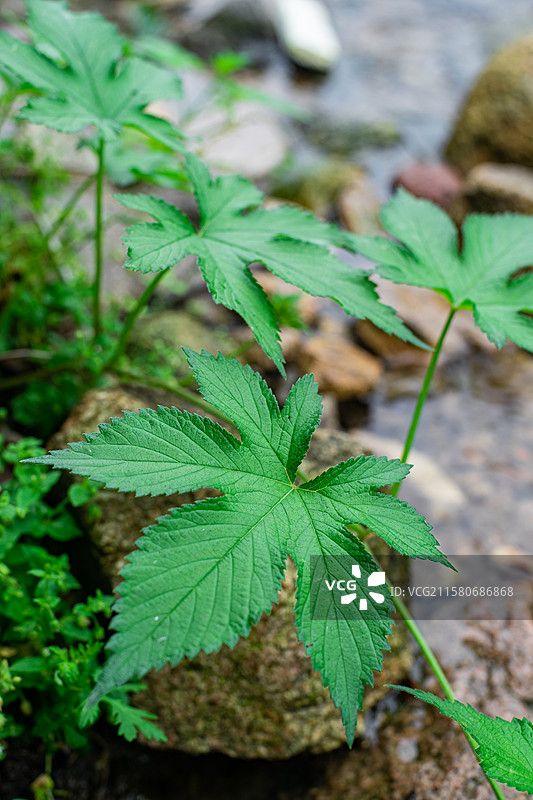 中国野生植物拍摄主题，陆地生长出绿色的嫩芽的拉拉秧葎草勒草、葛勒子秧、拉拉藤，户外白昼无人图像摄影图片素材