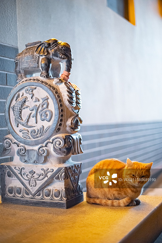 中国野生动物拍摄主题，地面上躺着一只黄色的橘猫，户外夜晚无人图像摄影图片素材