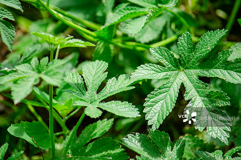 中国野生植物拍摄主题，陆地生长出绿色的嫩芽的拉拉秧葎草勒草、葛勒子秧、拉拉藤，户外白昼无人图像摄影图片素材