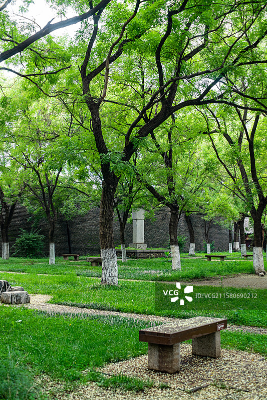 中国园林中式庭院拍摄主题，山东泰安岱庙城墙和洋槐树落的花和花园路，户外白昼无人图像摄影图片素材