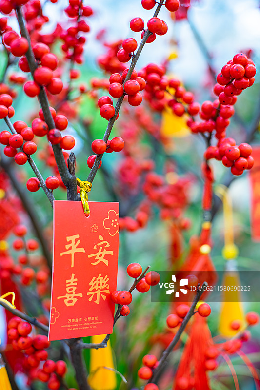 中国花卉市场野生植物盆栽植物拍摄主题，红豆树相思子和平安喜乐大吉大利红色许愿牌，室内无人图像摄影图片素材