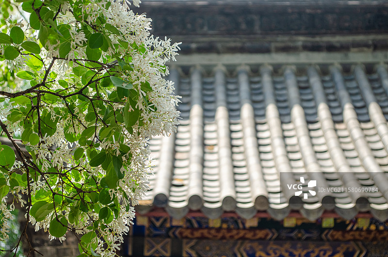 中国野生植物野外植物拍摄主题，山东泰安王母池的流苏树白色花朵和绿色树叶子，户外白昼人群图像摄影图片素材