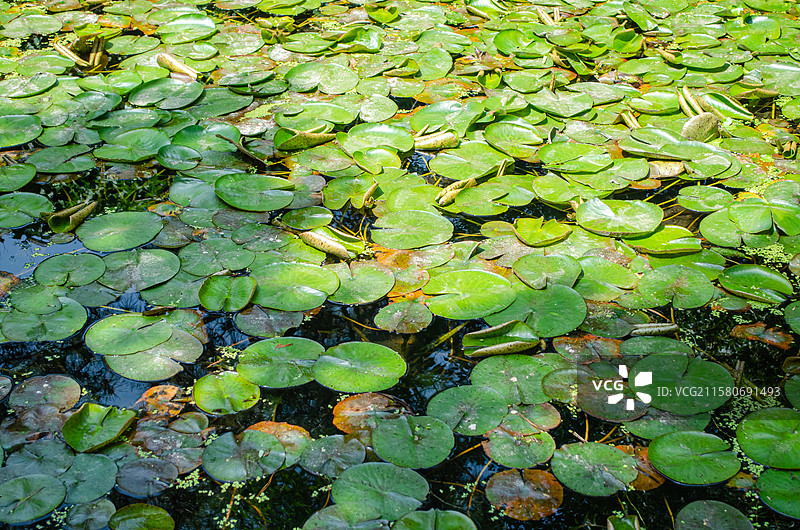 中国野生植物水生植物拍摄主题，室外公园荷塘湖水中清新美丽的睡莲荷花与荷叶，户外无人图像摄影图片素材