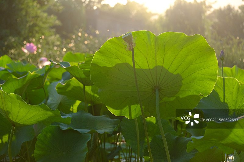 夏日清晨公园荷塘荷花荷叶莲蓬阳光色彩。高清风景背景图图片素材