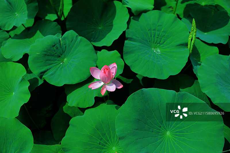 接天莲叶无穷碧     映日荷花别样红图片素材