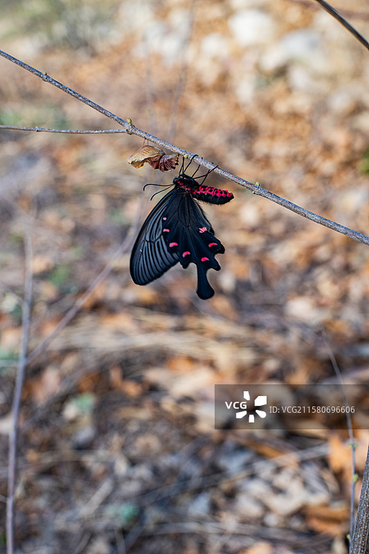 中国野生植物野外动物拍摄主题，春天的树枝上破茧成蝶的黑色彩色大蝴蝶，户外白昼无人图像摄影图片素材