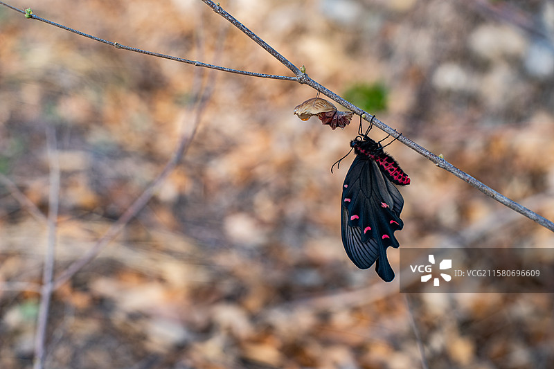 中国野生植物野外动物拍摄主题，春天的树枝上破茧成蝶的黑色彩色大蝴蝶，户外白昼无人图像摄影图片素材