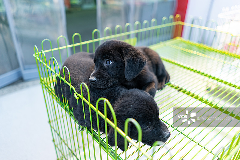 中国宠物市场动物贩卖拍摄主题，笼子里一只可爱的黑色的黄色的棕色的金毛；阿不拉多猎犬，室内无人图像摄影图片素材